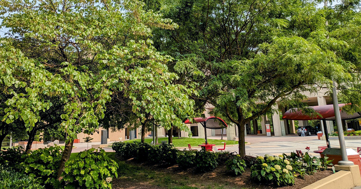 Trees on the 亚洲博彩网站 Van Ness 校园